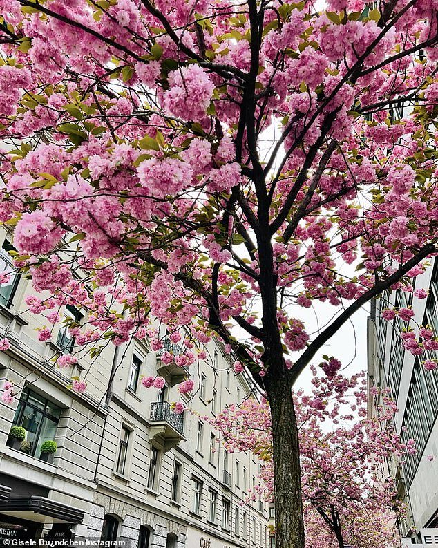 She also took a photo of the pink flowers growing on trees along a European sidewalk