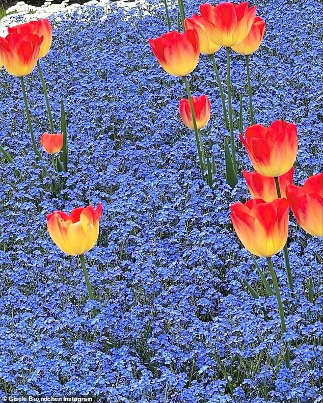 Bundchen also came across a field of bright blue flowers with yellow-red ombré tulips, as seen in another photo
