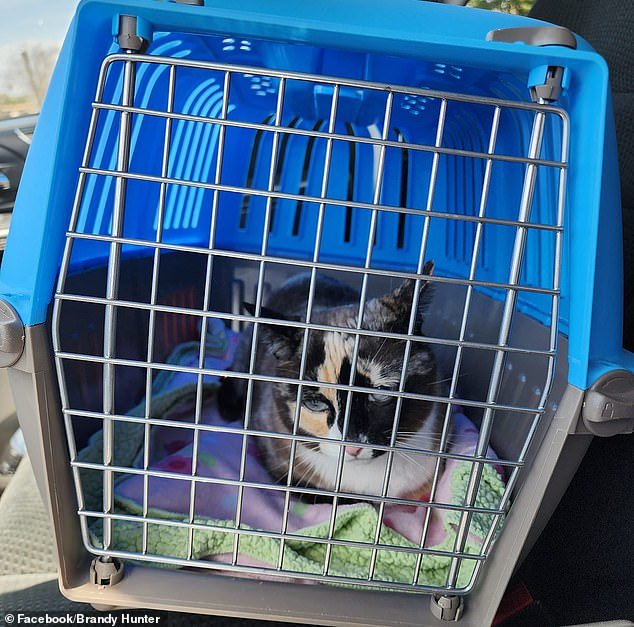 Galena was found in an Amazon warehouse in Los Angeles after sneaking into her owner's return package and traveling for six days
