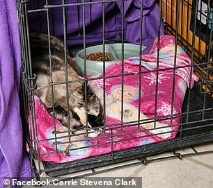 Galena went into the crate without any problems and was warmed up with Hunter's help