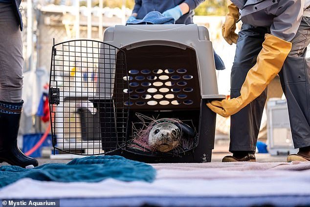 Disturbing footage shows the seal barking in pain as the aquarium's marine specialists worked to free it from the coarse rope and mesh