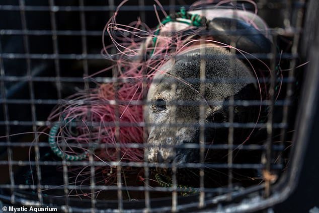 Rescuers found the helpless animal entangled in pink plastic gill nets and nylon rope