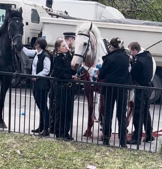 Household Cavalry Horses Recovering From London Rampage May See Out ...