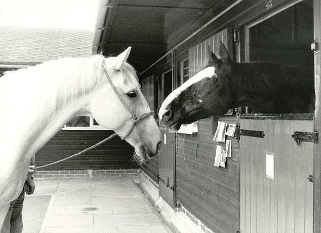 Pictured are two of the three surviving horses from the Hyde Park and Regent's Park bombings at the sanctuary