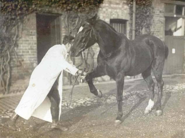 During World War II, the Home of Rest becomes a wartime horse hospital, caring for animals injured in air raids