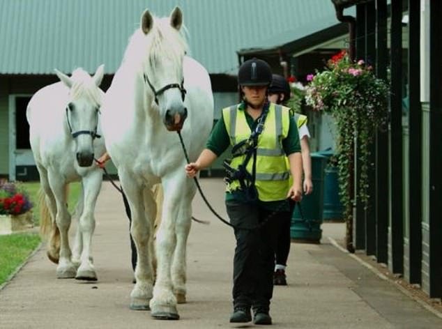 The military has a database of all its horses and when the time comes to retire, people can bid to buy a horse.  The Horse Trust during the COVID crisis in 2021