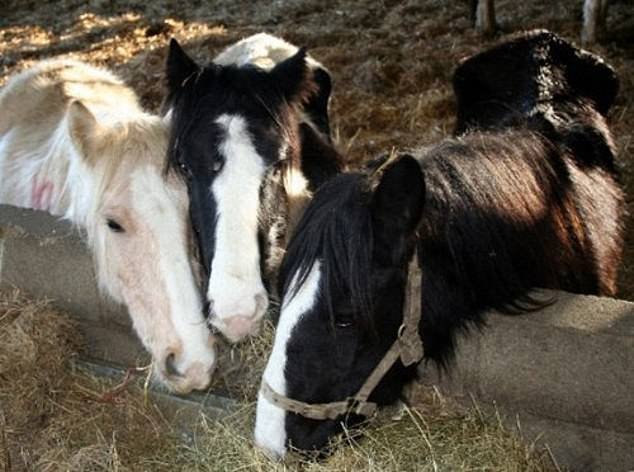 Horses in recovery at the Horse Trust.  The charity is highly regarded for its care for animals