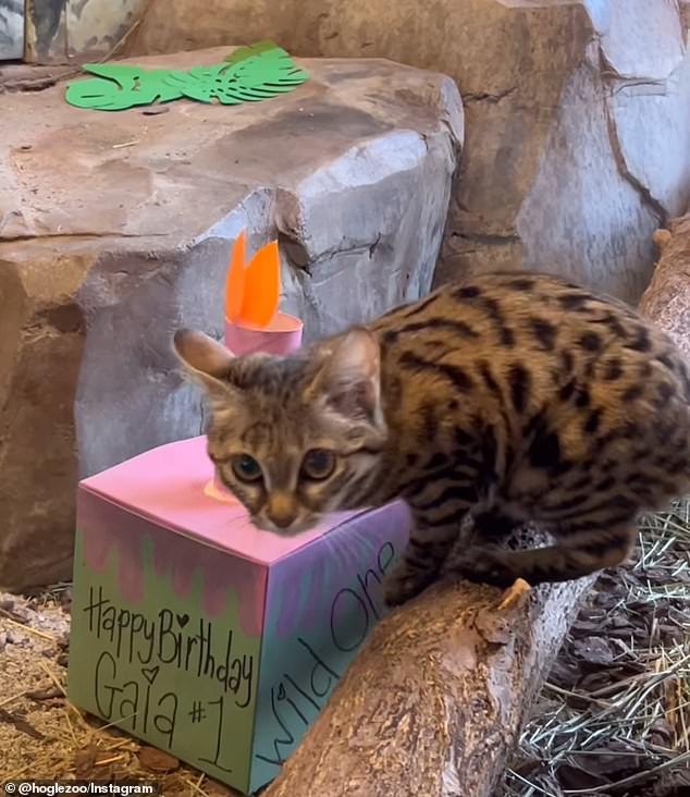 Black-footed cats, despite being small, are agile hunters found in the arid regions of Africa, earning the nickname 'anthill tiger'.
