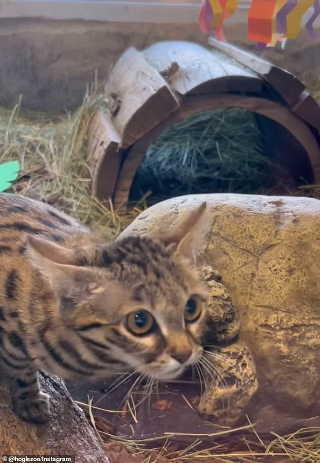 The cat has been at the Utah zoo for the past six months