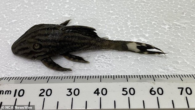 One of the ornamental fish seized from the two smugglers by border officials at Melbourne airport