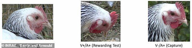 These three photos show a chicken in different states.  The chicken's face is pale when calm (left), slightly redder when receiving a reward (middle) and much redder when captured (right)