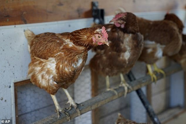 The researchers say the use of this technique could be used to assess the welfare of chickens in captivity and to assess the quality of human-chicken relationships (file photo)