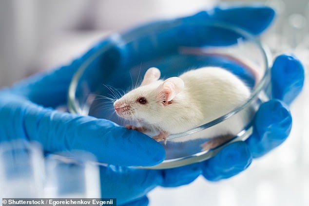 In the laboratory, mice given a senolytic cocktail of two compounds, dasatinib (a drug normally used for chemotherapy) and quercetin (a 'flavonoid' found in fruits and vegetables) became 'younger'