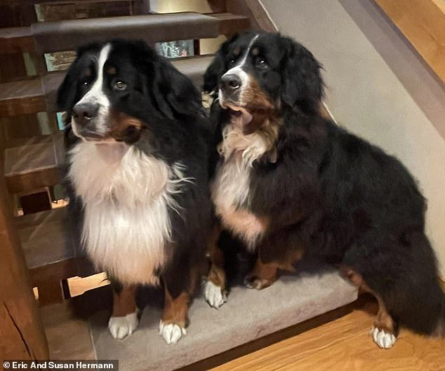 Prince filed suit against the couple over the behavior of their Bernese Mountain Dogs, calling them 