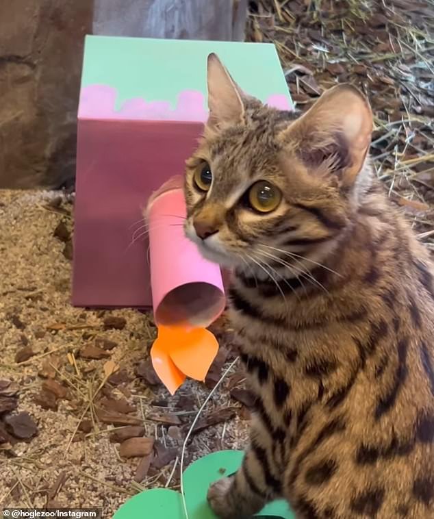 Gaia, a small African black-footed cat, celebrated her first birthday at Utah's Hogle Zoo with some delicious treats