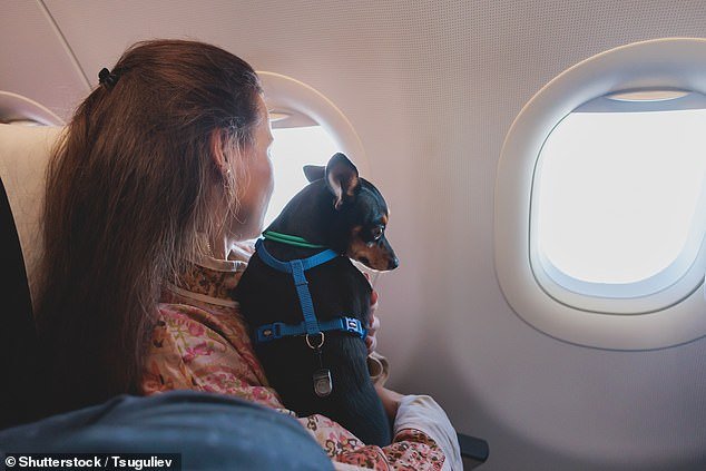 A furious debate has erupted over whether dogs should be allowed to continue flying in aircraft cabins after a dog suffered a 'messy' accident during a flight that forced it to swerve (stock image)