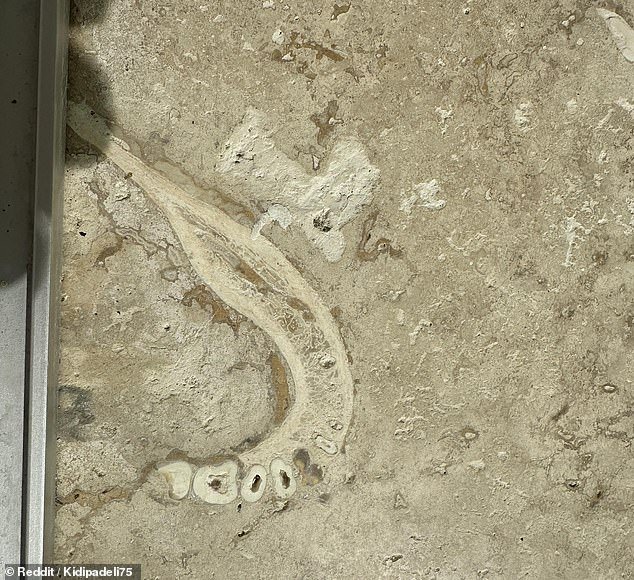 A Reddit user posted this photo of a jawbone found in his parents' home.  It was embedded