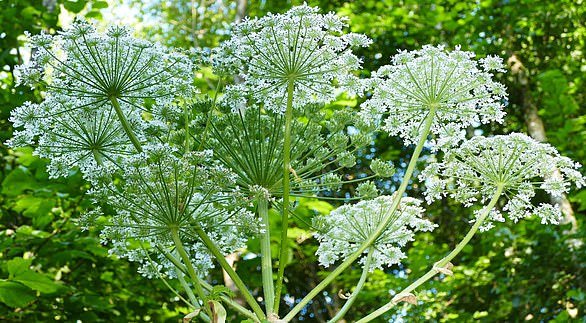 'Britain's most dangerous plant': Giant hogweed (Heracleum mantegazzianum) is found across the country and looks harmless enough but can cause life-changing injuries