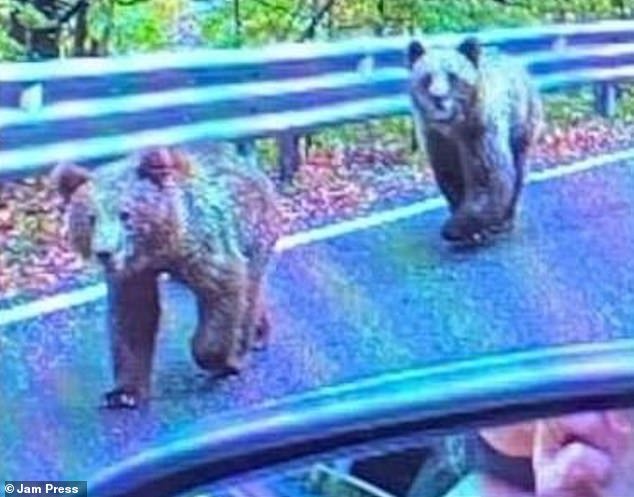 A Scottish tourist, 72, was driving along a mountain road in Romania when she came across two bears