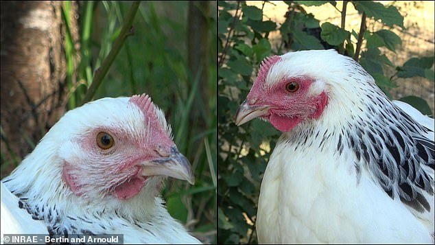 Researchers have found that chickens that are angry or scared (right) are much redder in the face than chickens that are calm (left)