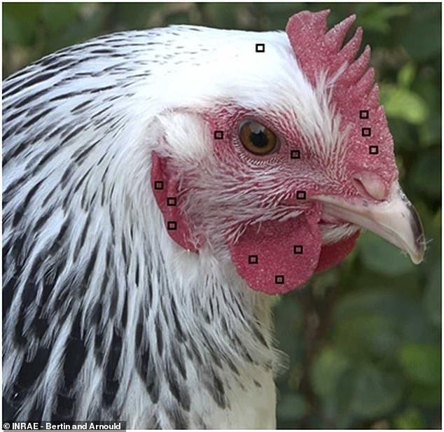 The chickens' faces were studied by a computer program that assessed the details of their faces (pictured) to see how they became redder when shaken