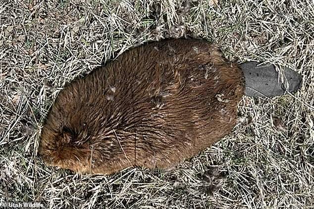 Nine beavers were found dead in three Utah counties, and tests showed they had contracted rabbit fever, also called tularemia.