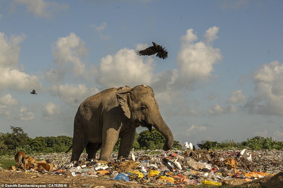 This photo captures the heartbreaking reality of elephants' lives as they rummage through rubbish in Sri Lanka