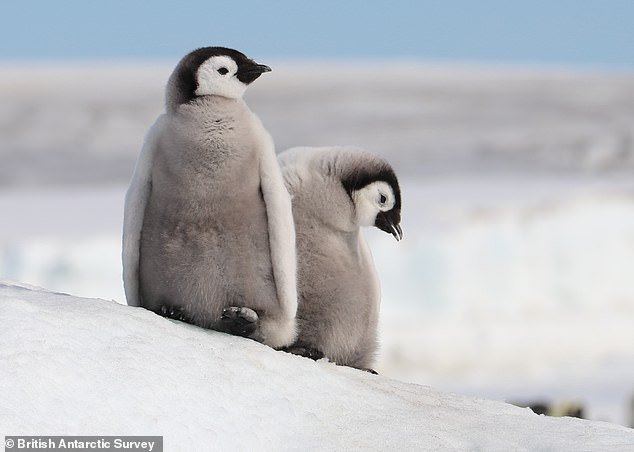 Researchers from the British Antarctic Survey (BAS) have warned that 99 percent of birds could be wiped out by 2100 if greenhouse gas emissions continue to rise at current levels.
