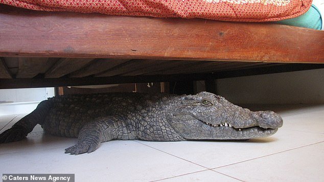 A man woke up earlier one morning to find a sleeping crocodile under his bed