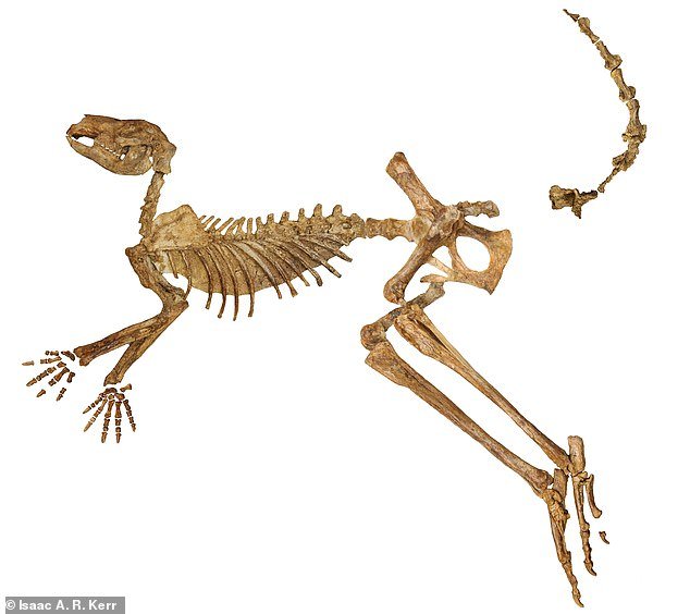 Protemnodon Viator (pictured) is thought to have been the largest of the ancient kangaroos, weighing as much as 170 kg (375 lbs).  This nearly complete skeleton shows how long its legs would have been