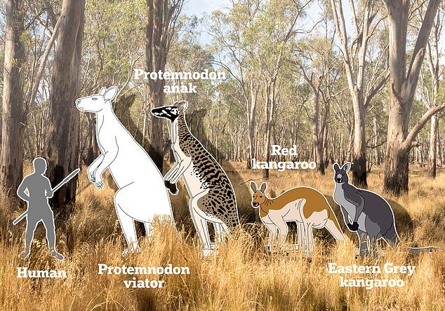 Scientists have discovered that giant kangaroos twice the size of a human are believed to have roamed Australia's arid heartland five million years ago