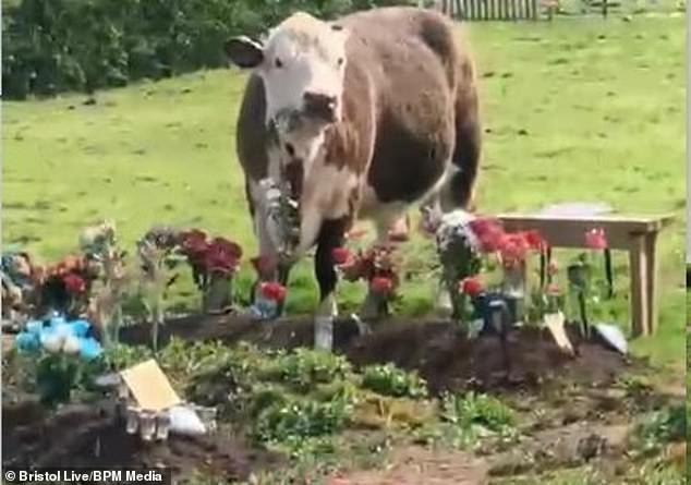 Mourners were left in tears after visiting South Bristol Crematorium on Saturday when they found graves covered in cow pats from the wandering animals