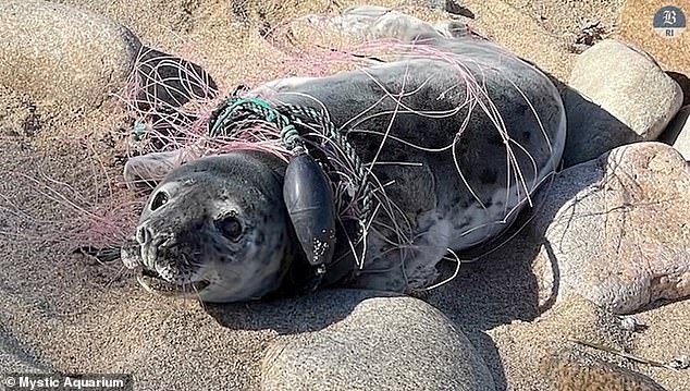 A young gray seal was reported to the Mystic Aquarium rescue team on Sunday and was found in a devastated condition on Block Island the next day, Earth Day.