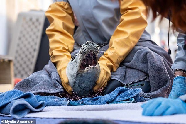 The young seal was found dead from plastic waste on Block Island, the third such case this week according to rescuers