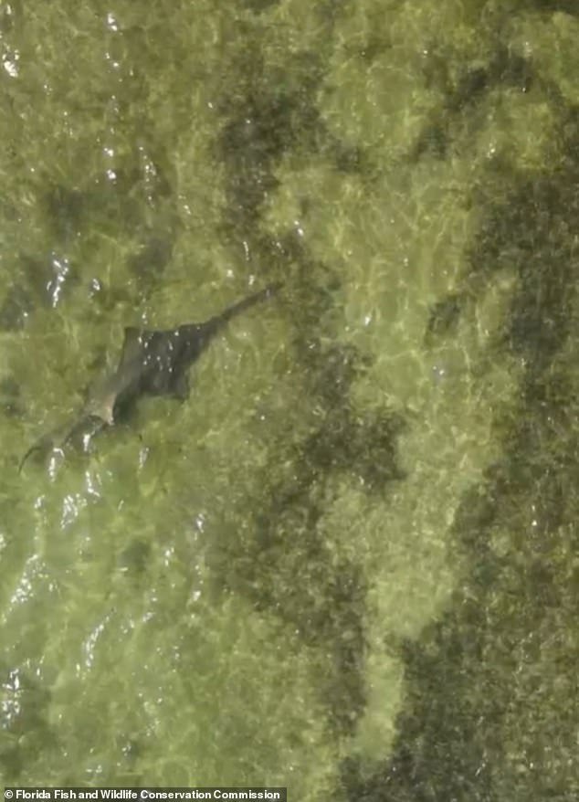 The FWC took blood and tissue samples from the rescued sawfish to determine if there were toxins in the system