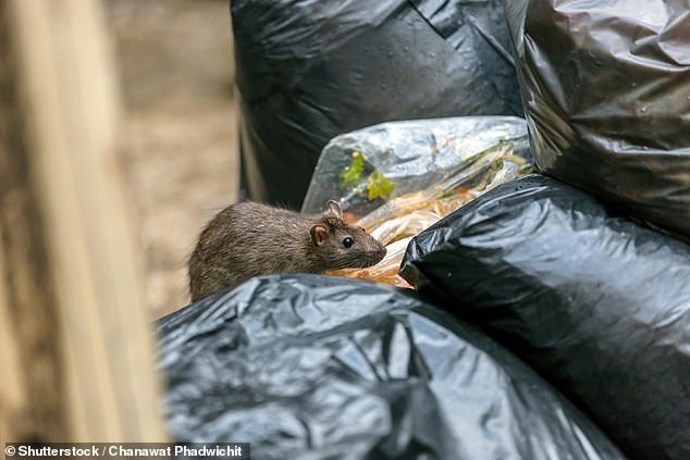 Rat-related diseases reached their highest levels in 2023, with 24 cases reported in the city