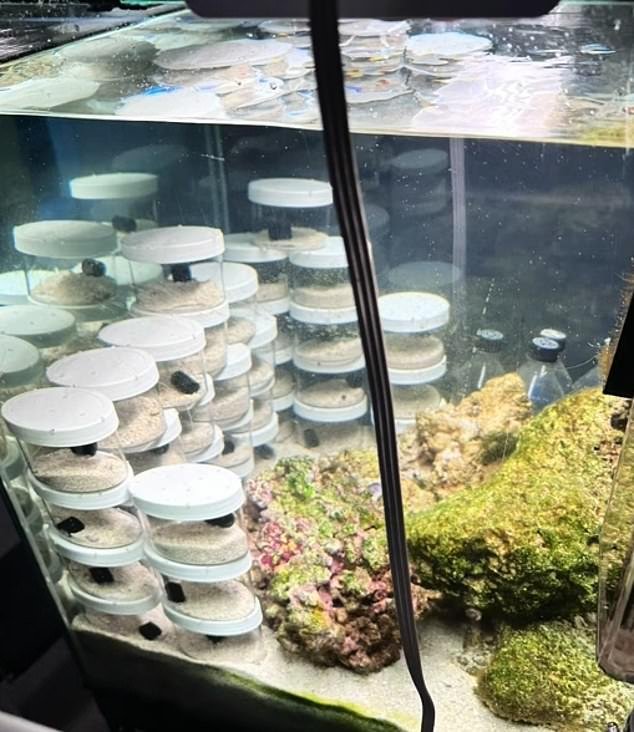 Cameron Clifford and his family have created ingenious homemade aquariums to house 50 baby octopus.  (photo: the fry living in their own individual containers in a large aquarium)