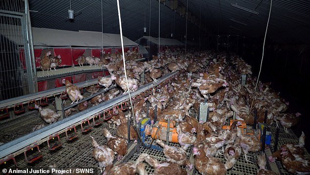 It comes as five farms were stripped of their 'RSPCA Assured' status last month after an undercover investigation revealed chickens were living in 'appalling' conditions.  Pictured is overcrowding at Harper Farm, where researchers witnessed cannibalism, neglect and bullying