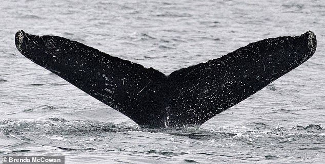 Researchers hope that interacting with Twain could lead to communication with aliens, because the whale's language is so complex that it forces researchers to identify what their vocalizations mean