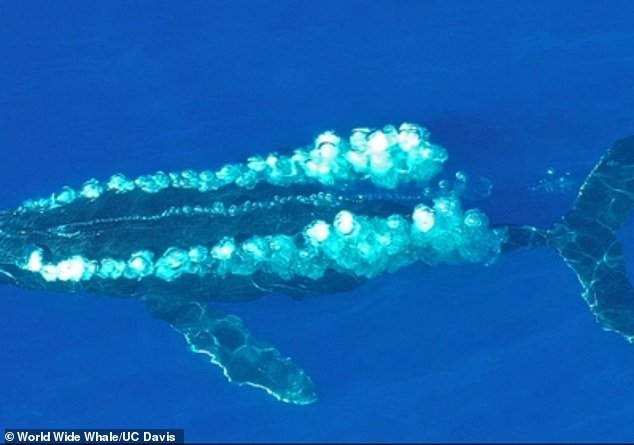 Twain, a 38-year-old female humpback whale (pictured), communicated with researchers 36 times over a 20-minute period.  The researchers said it's possible the communication was a back-and-forth 