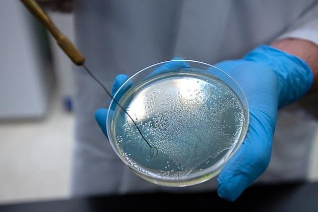 Researcher Arden Baylink of Washington State University holds a petri dish containing salmonella bacteria.  Baylink and PhD student Siena Glenn have published research showing that some of the world's deadliest bacteria seek out and eat serum, the liquid part of human blood.  This serum contains nutrients that the bacteria can use as food.