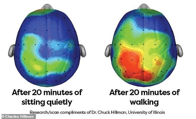 Just 20 minutes of walking can prepare the brain to absorb and retain new information, neuroscience research has shown.  These positive effects can be seen in areas of the brain involved in making decisions, dealing with stress and planning our behavior