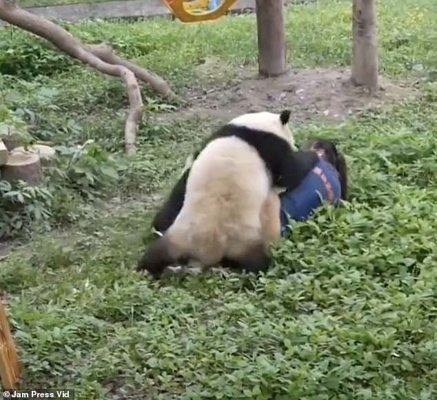 The pandas are clawing at the zookeeper's head and appear to be nibbling on her neck, arms and legs