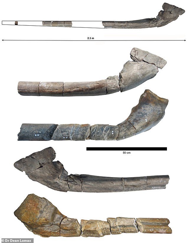 Archaeologists from the University of Bristol and the University of Manchester have in recent years pieced together fragments of a jawbone excavated from the Westbury Mudstone Formation.