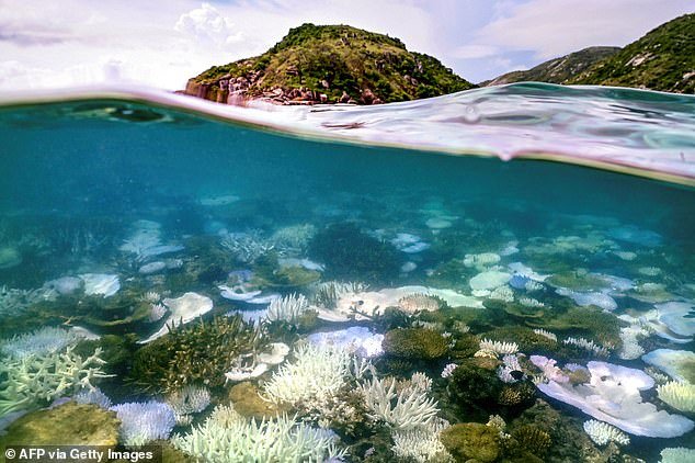 Scientists fear time is running out to protect the Great Barrier Reef, which is enduring one of the most extensive coral bleaching events