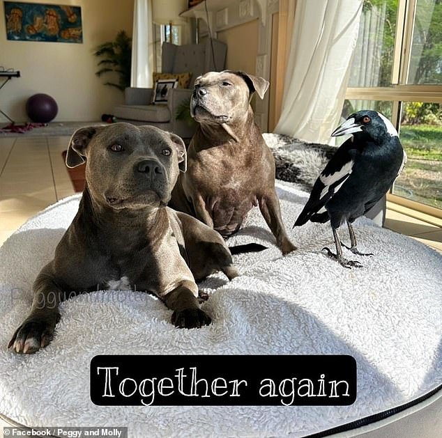 Molly, the world-famous magpie, is back with his Staffy friends and human caretakers, 45 days after he was captured by wildlife authorities