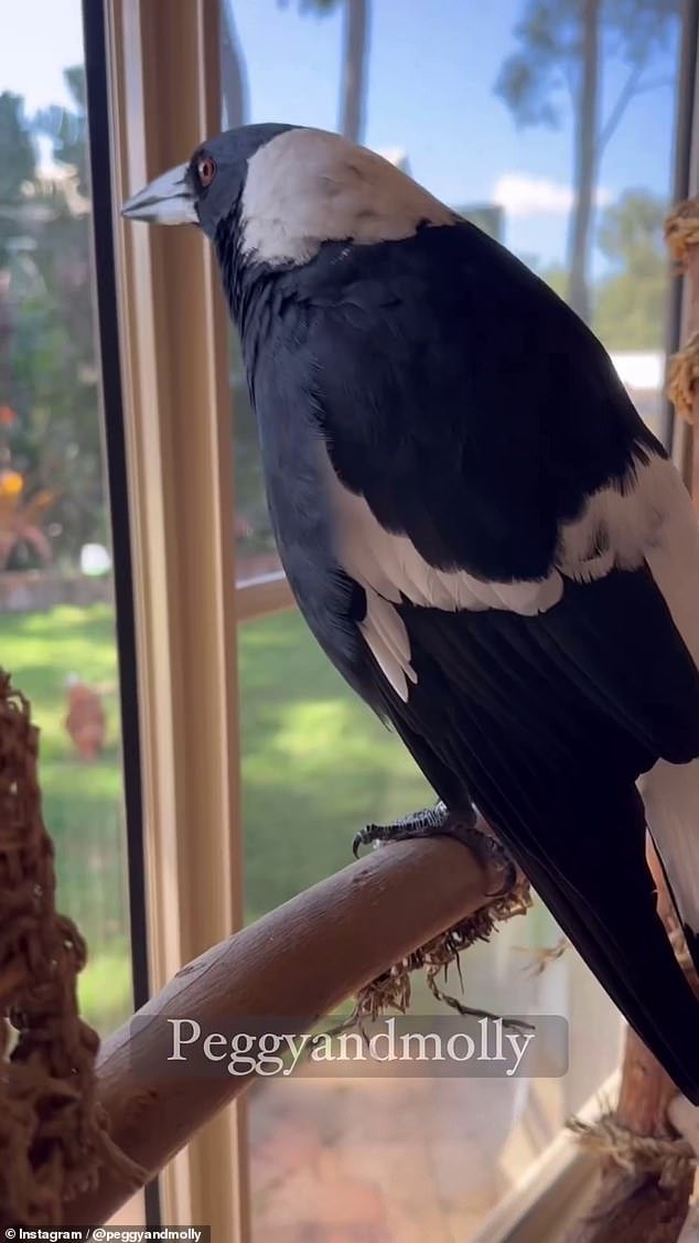 The video shows Molly running around the house with her wings outstretched, taking a bath, singing and enjoying the sun with his canine friends Peggy and Ruby
