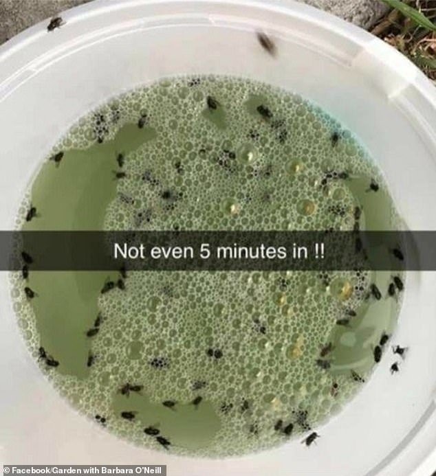 A gardener revealed a hack that can get rid of flies, mosquitoes and insects in minutes