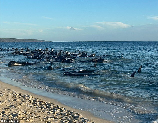 Rescuers are currently conducting a desperate rescue operation after a mass stranding of between 50 and 100 pilot whales on a beach in Western Australia