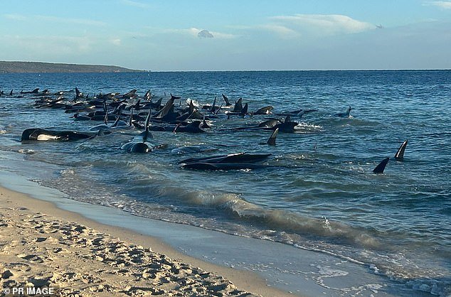 Wildlife rescuers have rescued more than 200 pilot whales from a mass stranding on a beach in southwestern Western Australia.